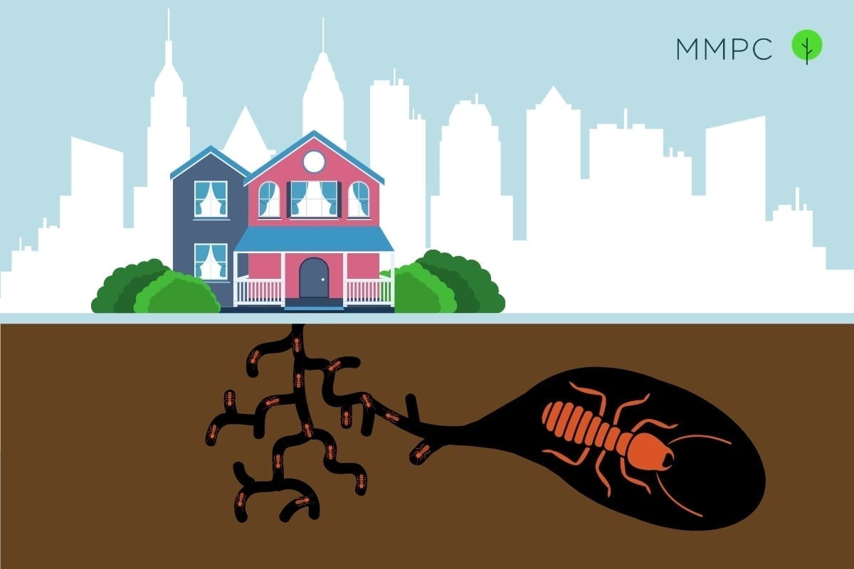 Prevention Of Termites In New York