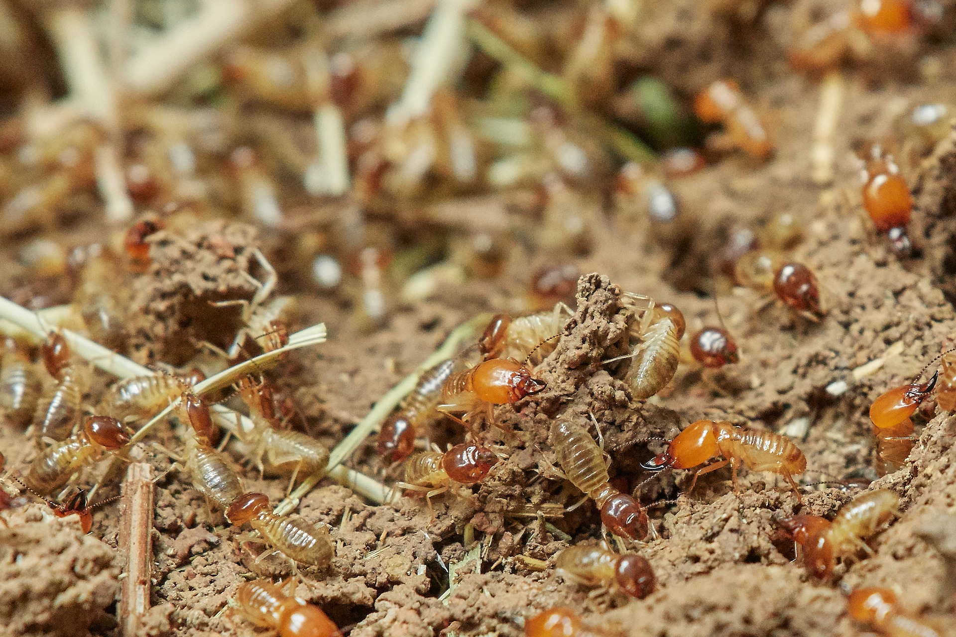 Prevention Of Termites In Oregon