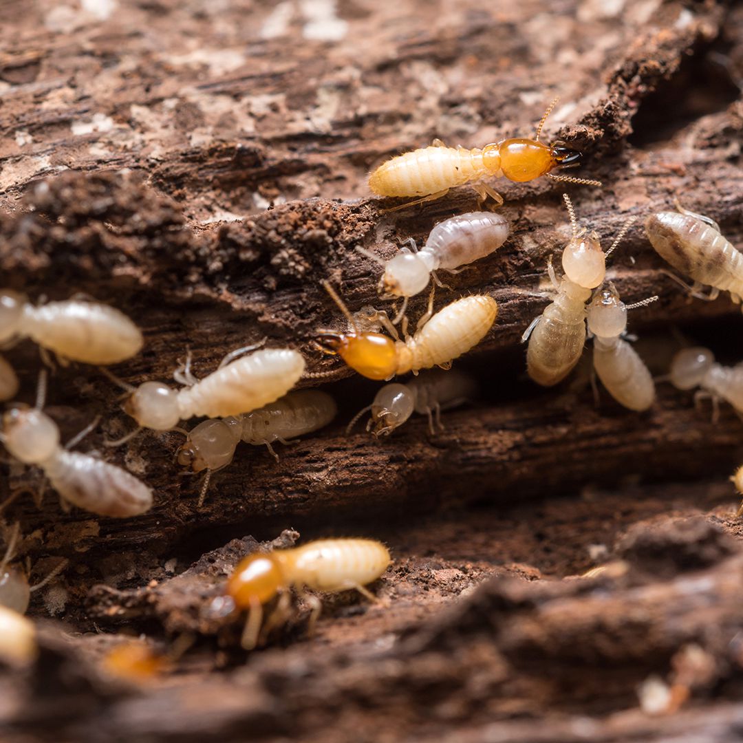 Prevention Of Termites In Pennsylvania