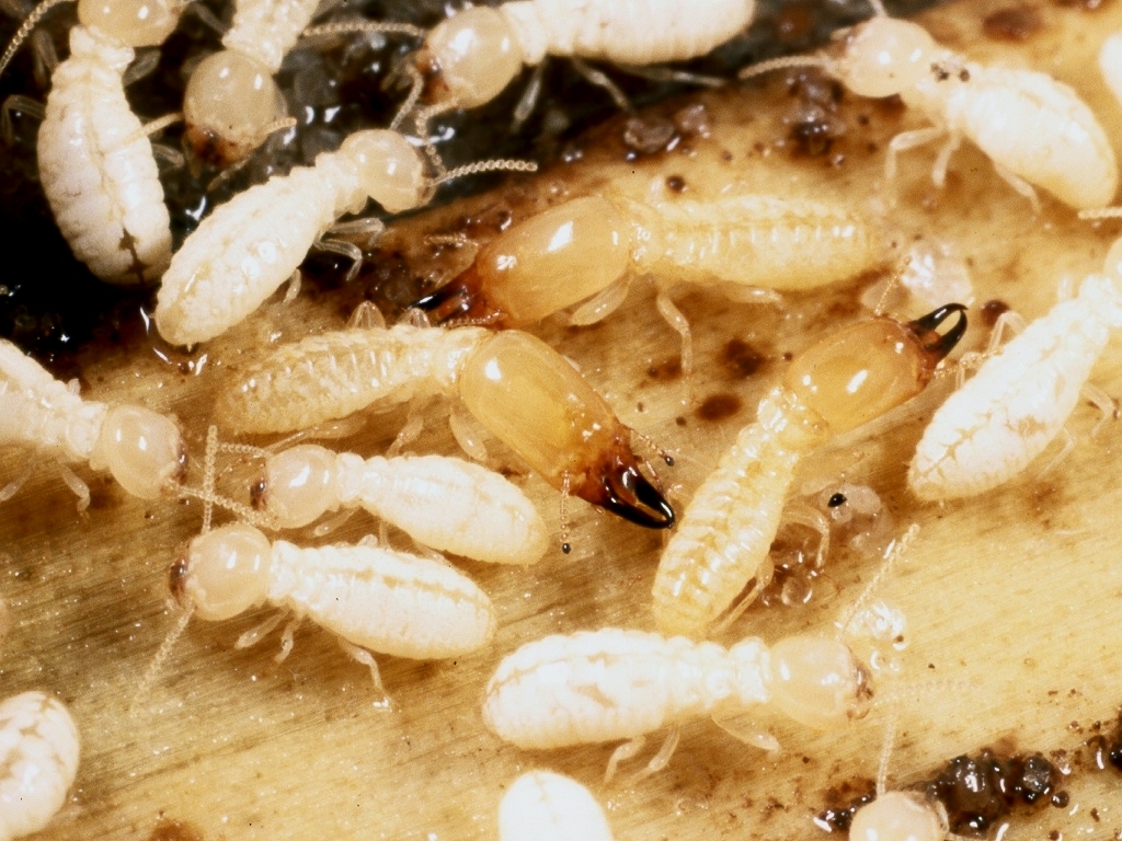 Prevention Of Termites In South Carolina