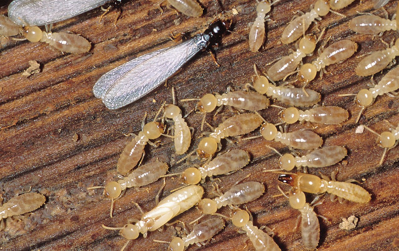 Prevention Of Termites In Tennessee