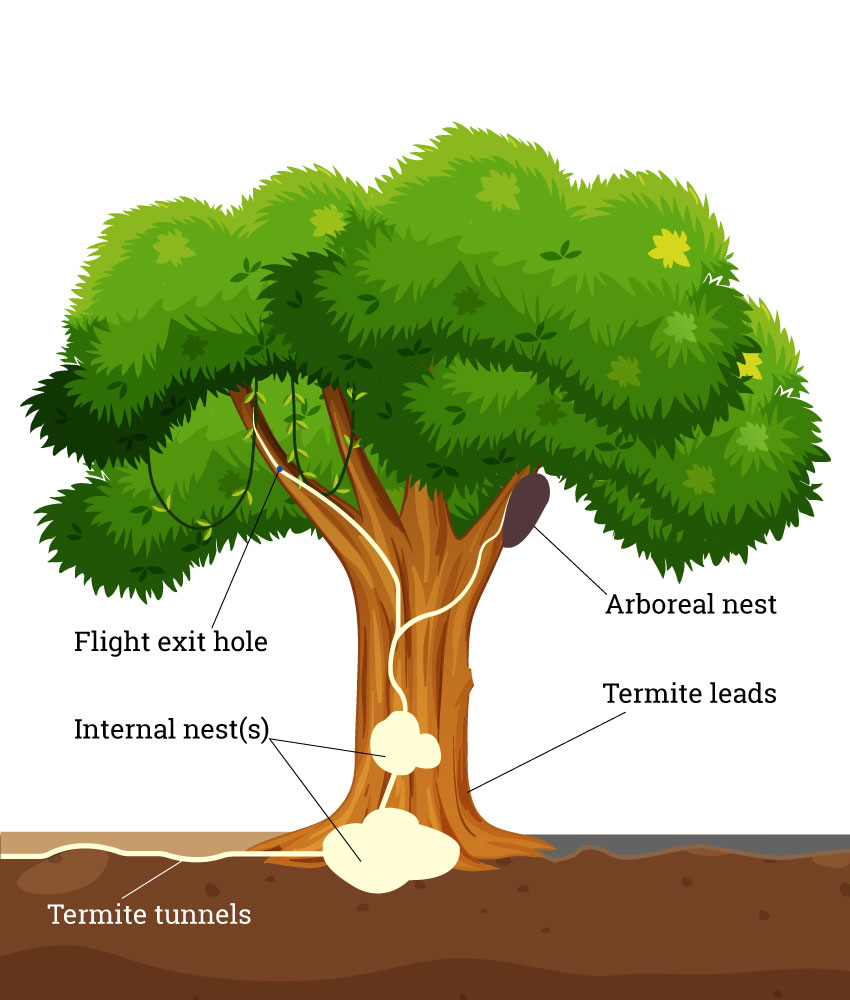 Prevention Of Termites In Trees