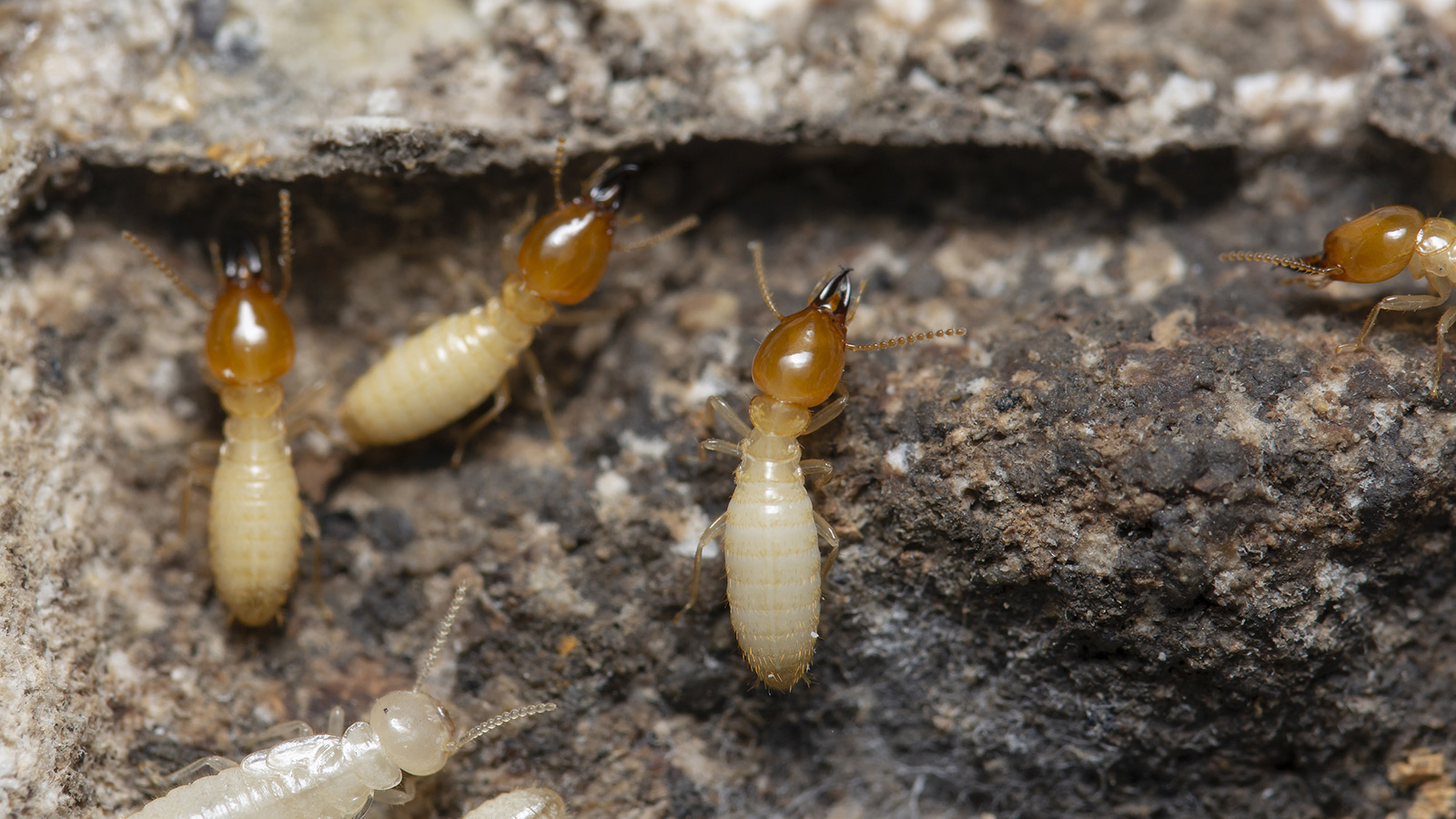 Prevention Of Termites In Tucson