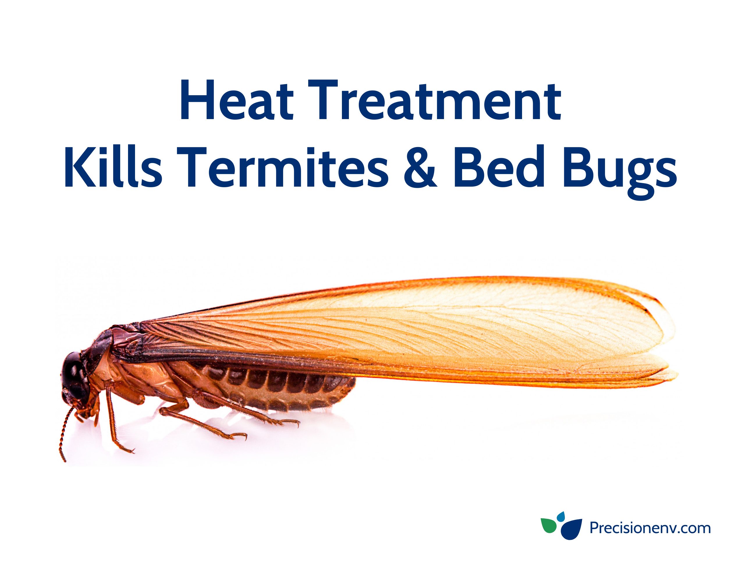 Prevention Strategies For Termites In Los Angeles