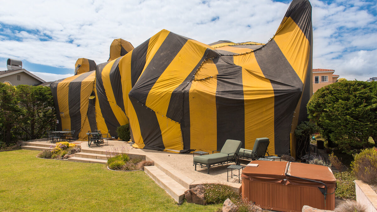 Process Of Tenting For Termites