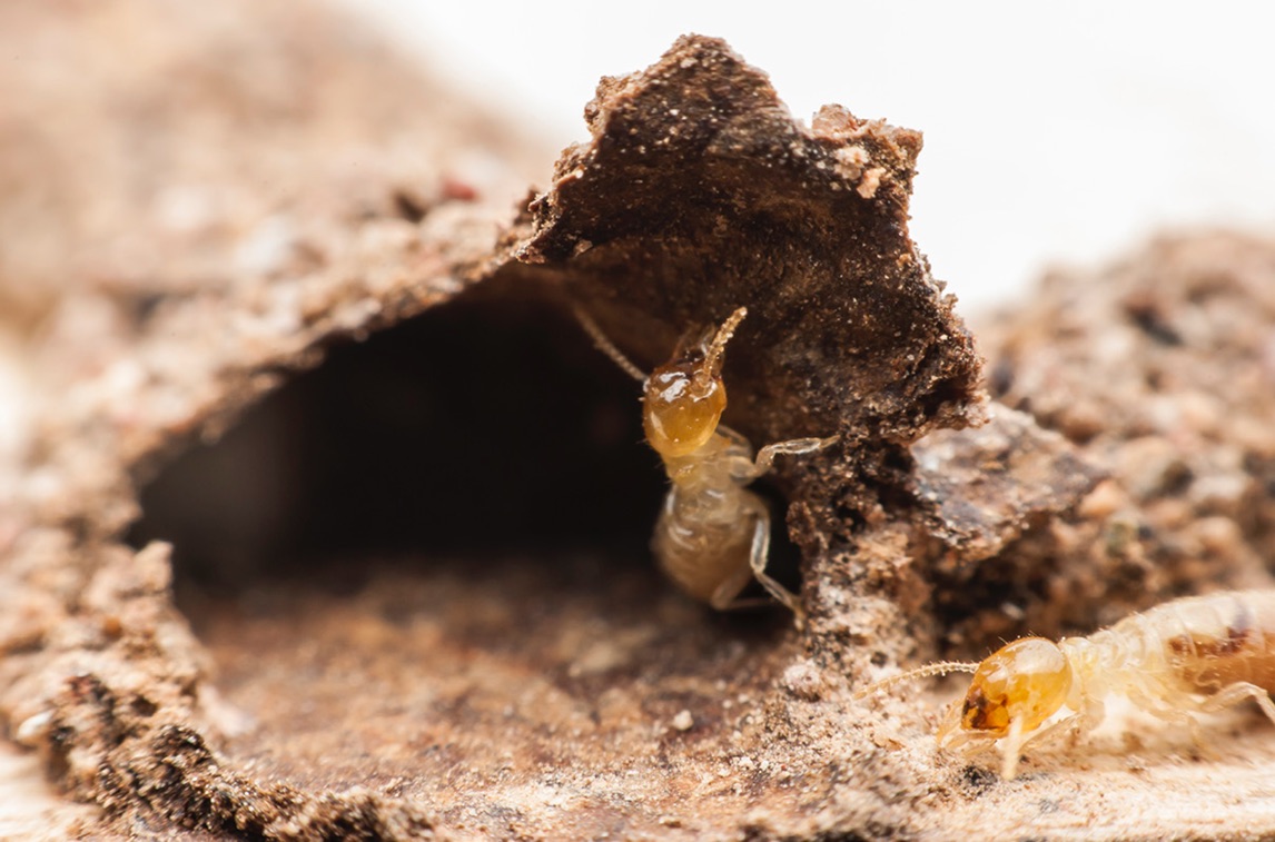 Professional Services For Termite Treatment In Los Angeles