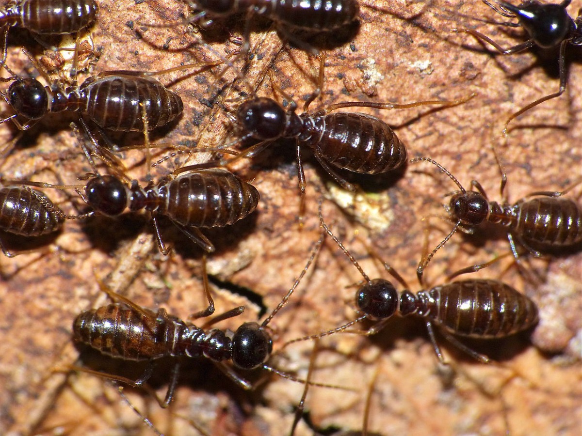 Professional Termite Control