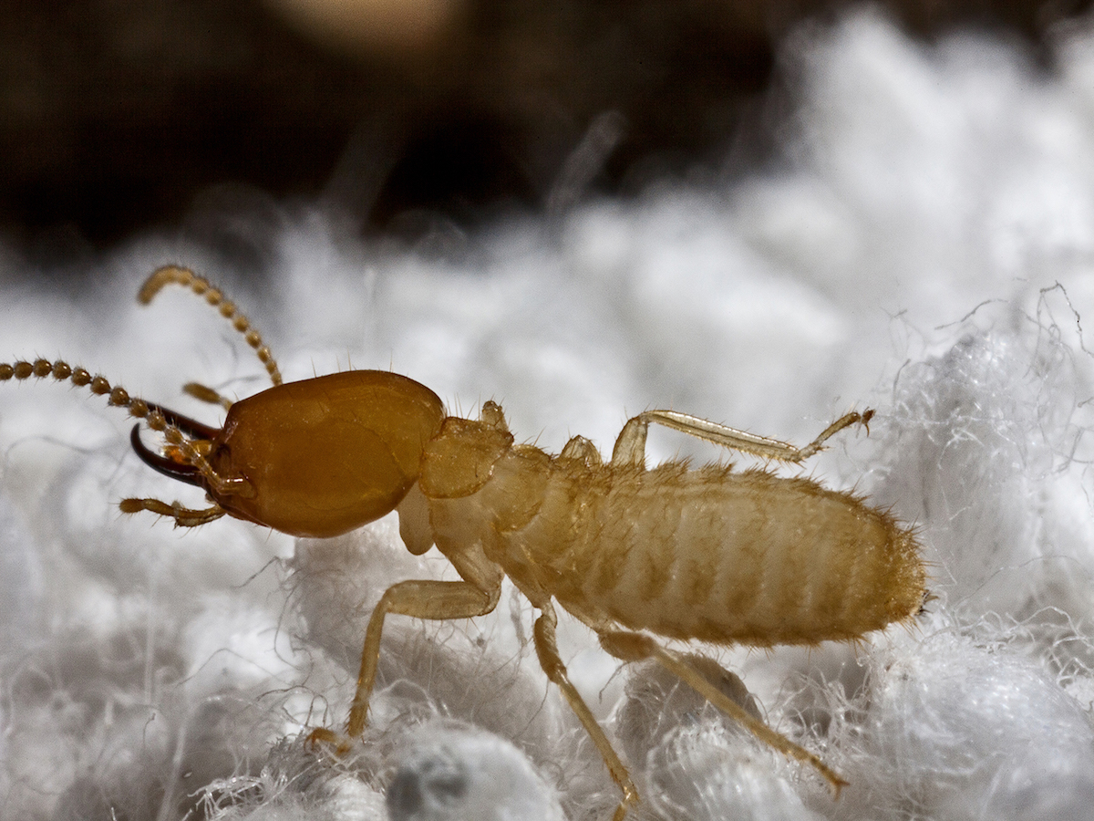 Professional Termite Control In Tennessee