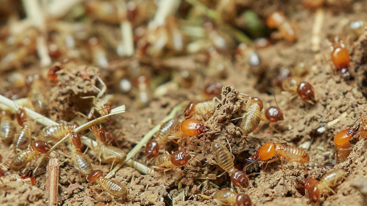 Professional Termite Inspections In Georgia