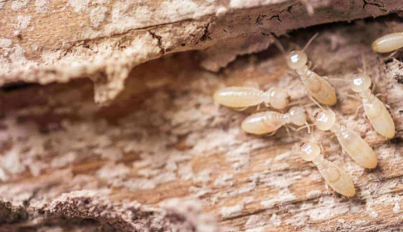 Professional Treatment Of Termites In Trees