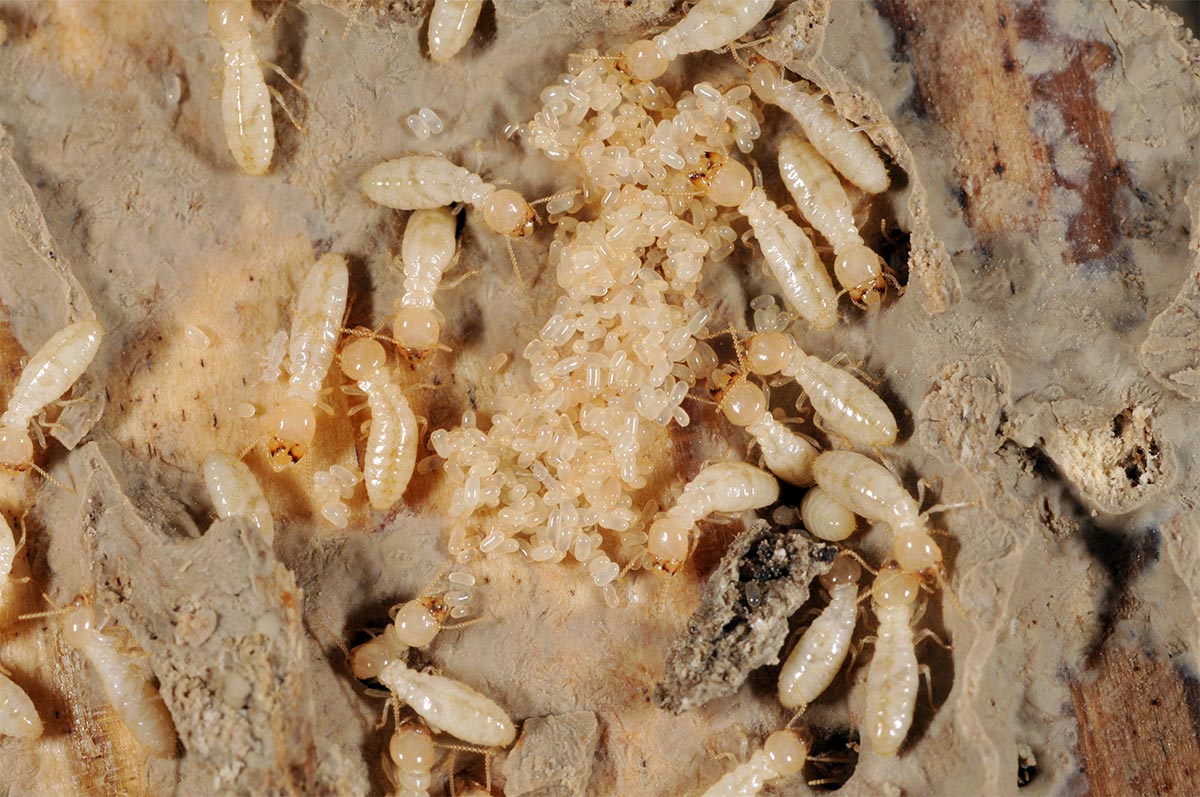 Role Of Termites Larvae