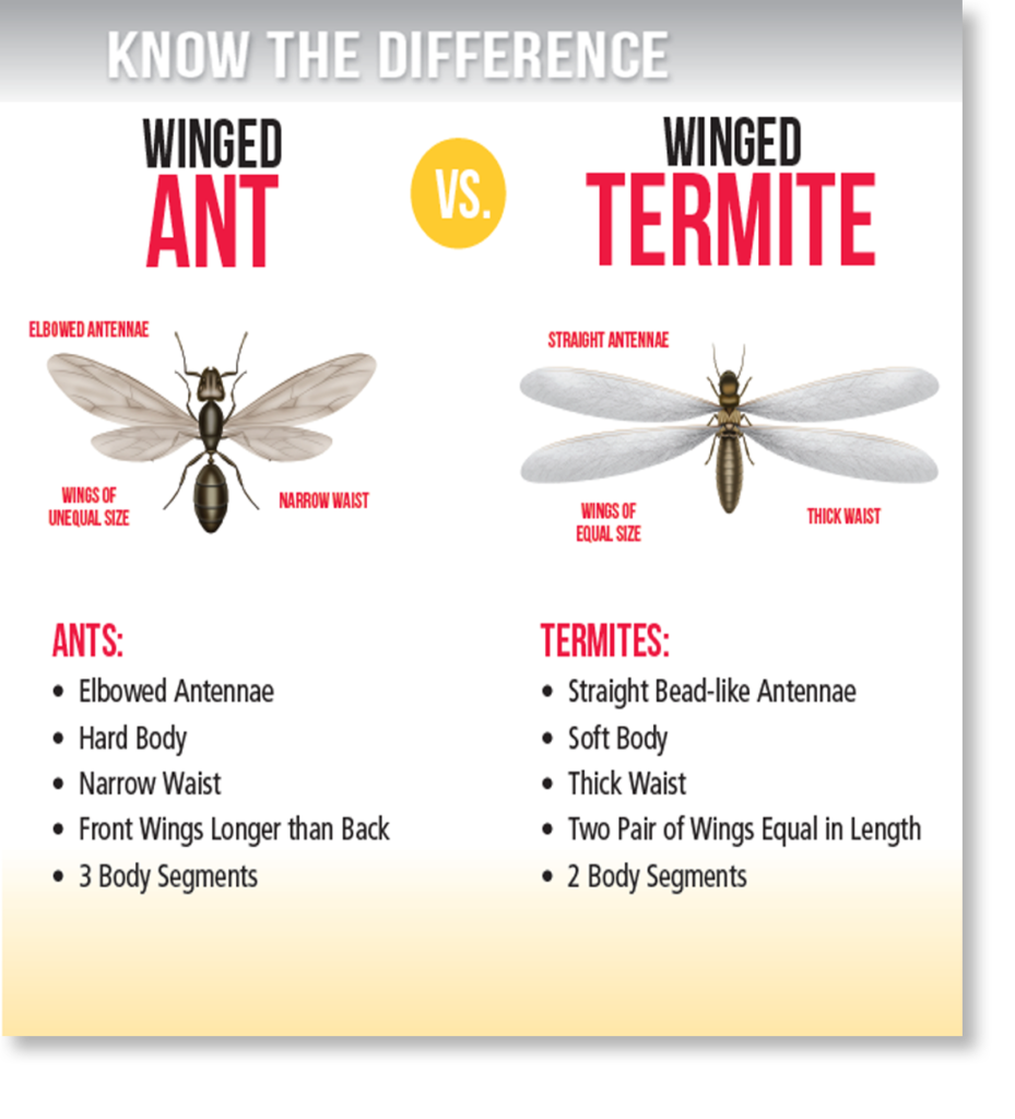 Role Of Wings