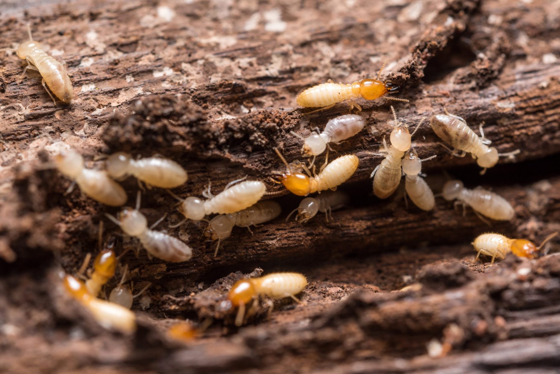 Signs Of A Termite Infestation