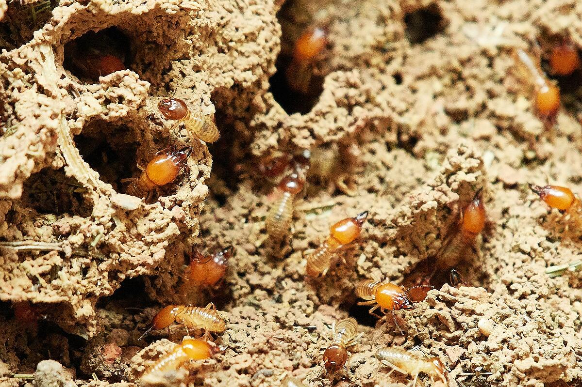 Signs Of A Termite Infestation In Maryland