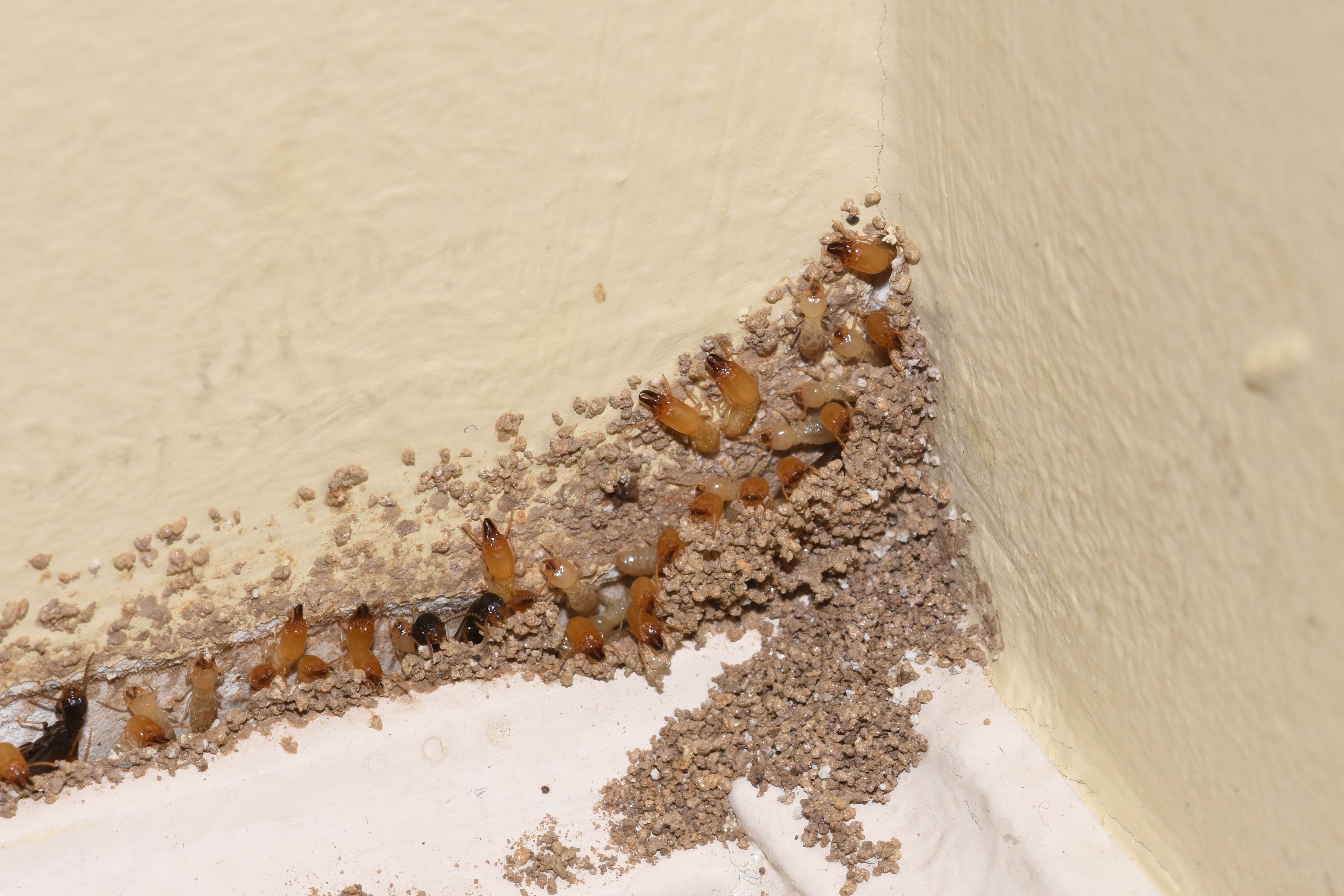 Signs Of Carpenter Ants Infestation