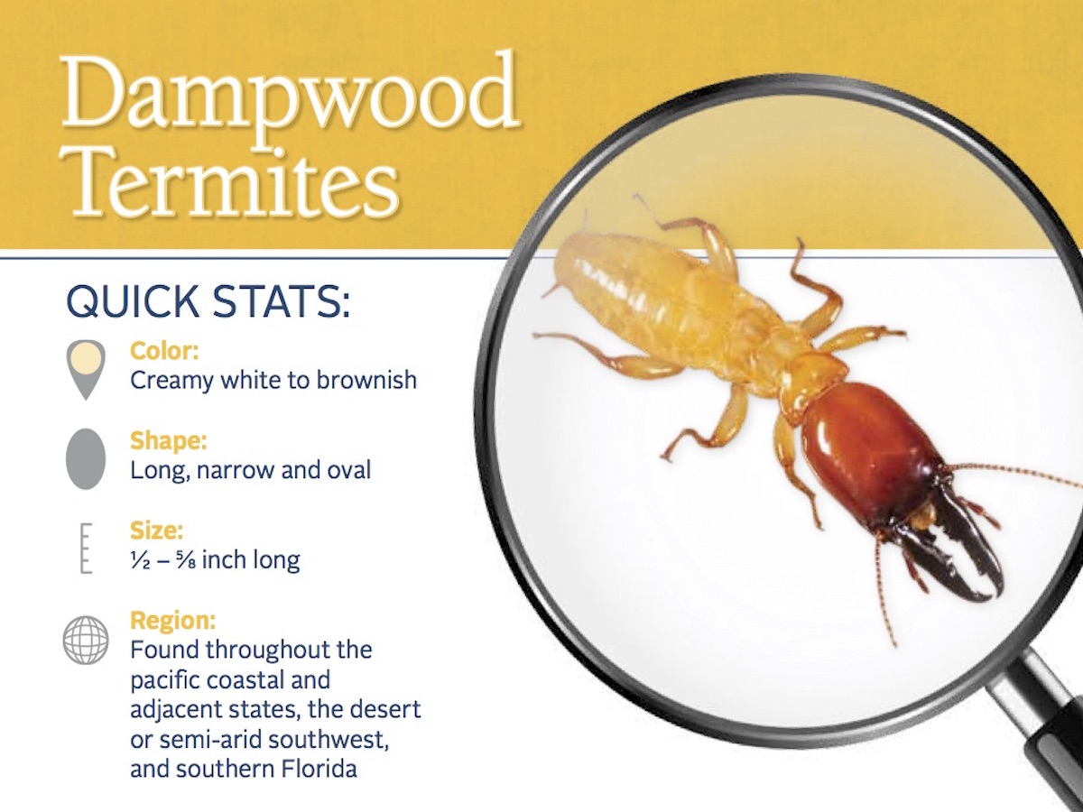 Signs Of Dampwood Termites