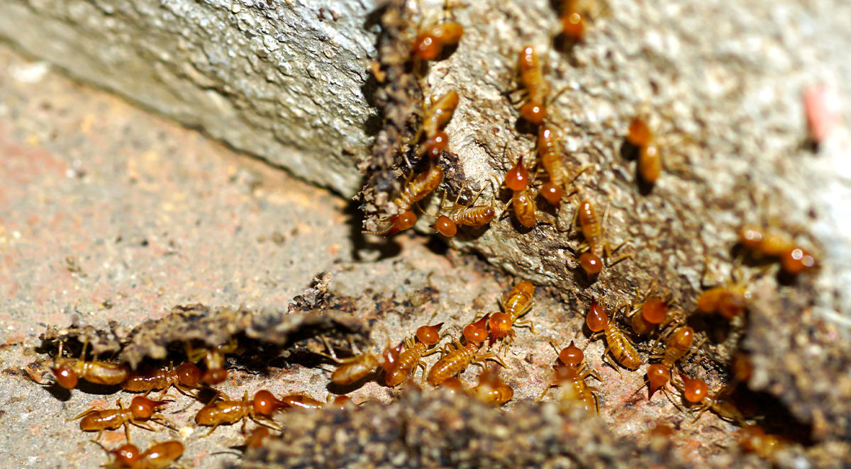 Signs Of Infestation In Boats