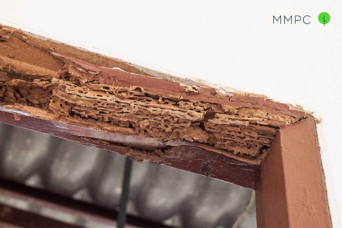 Signs Of Termite Damage