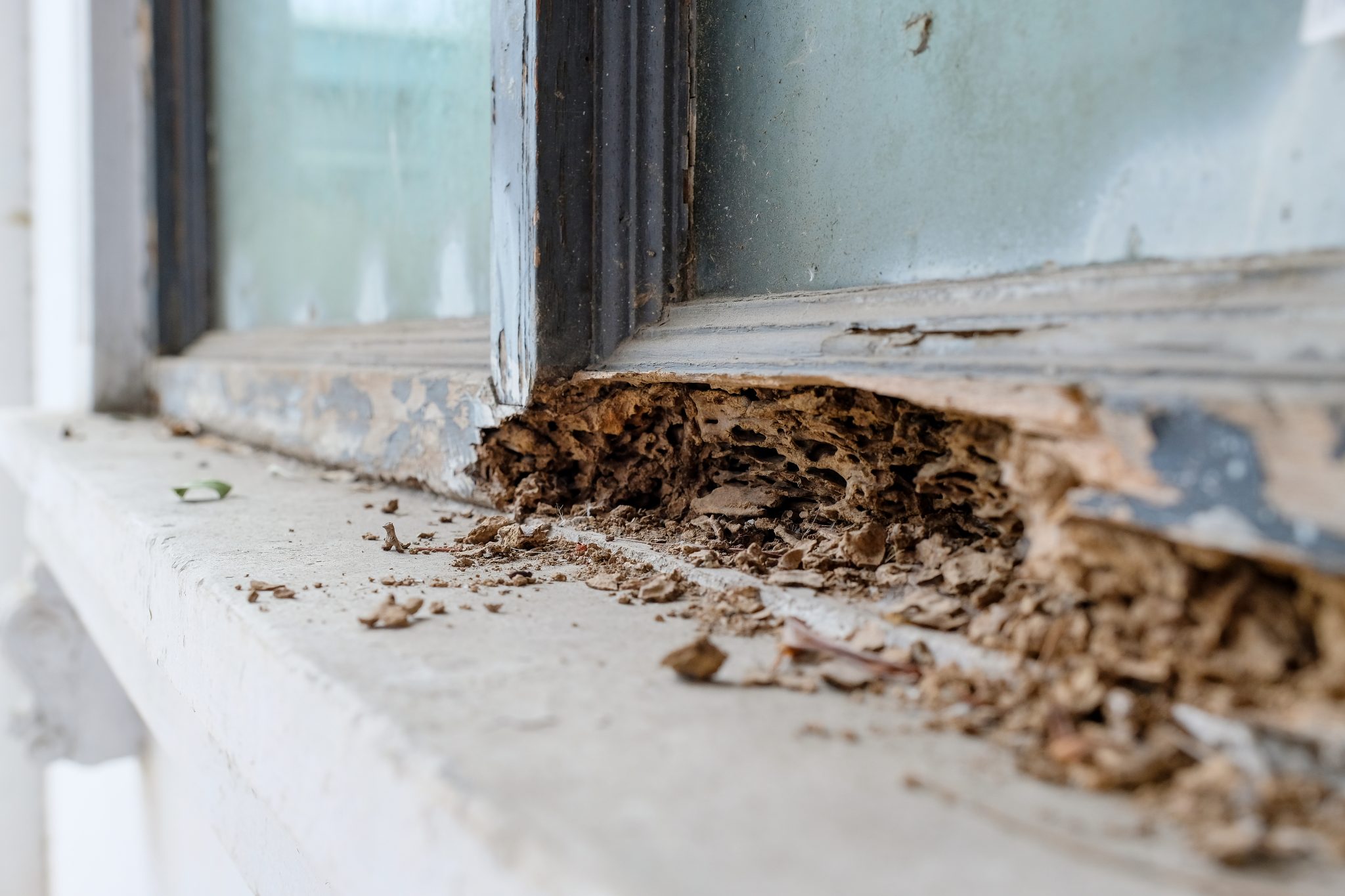 Signs Of Termite Infestation