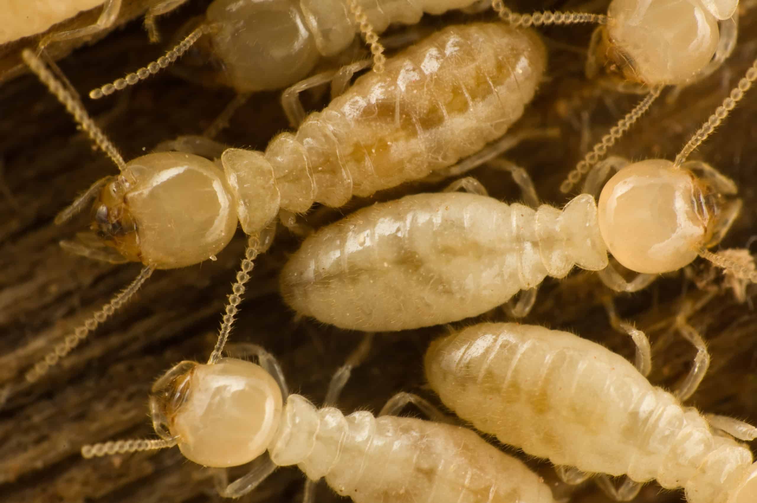 Signs Of Termite Infestation In Missouri