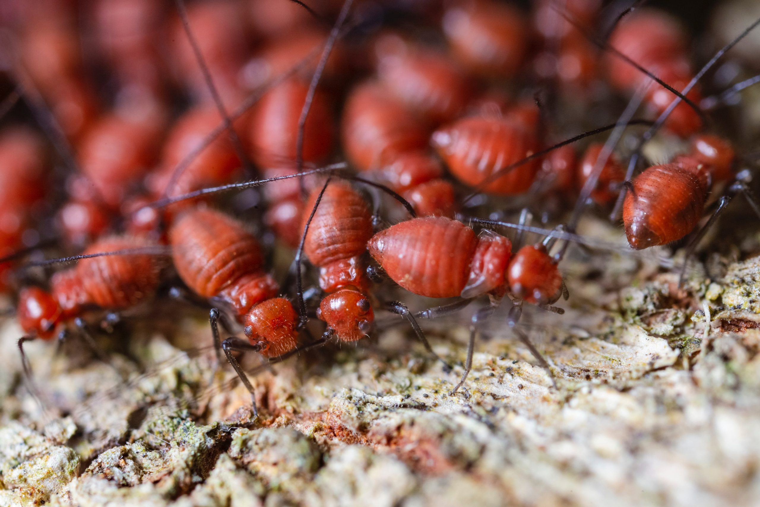 Signs Of Termites In Austin