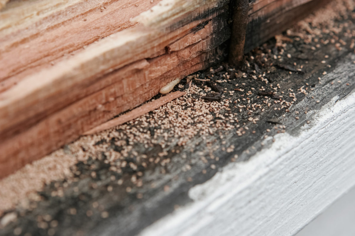 Signs Of Termites In California