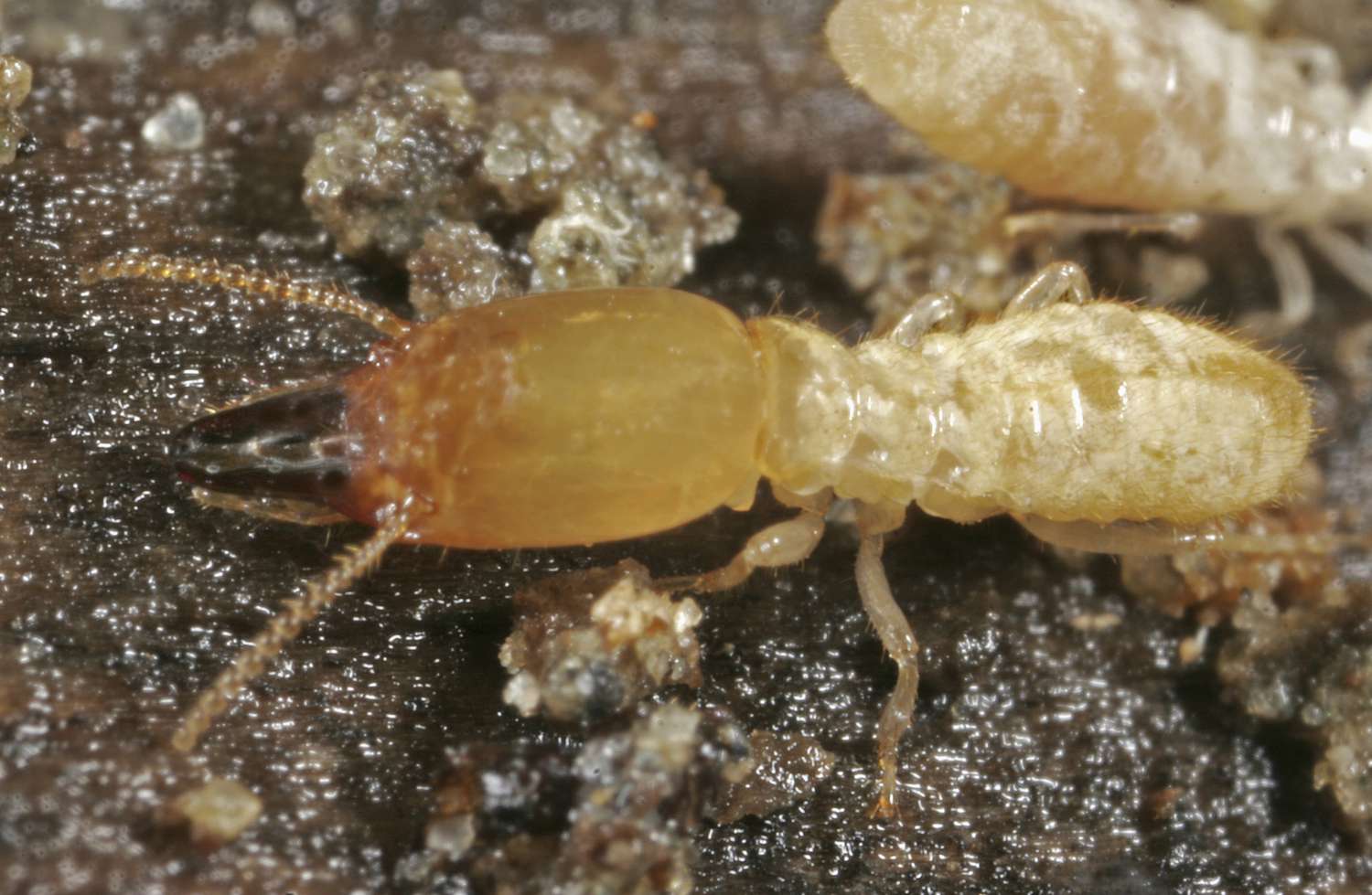 Signs Of Termites In Chicago