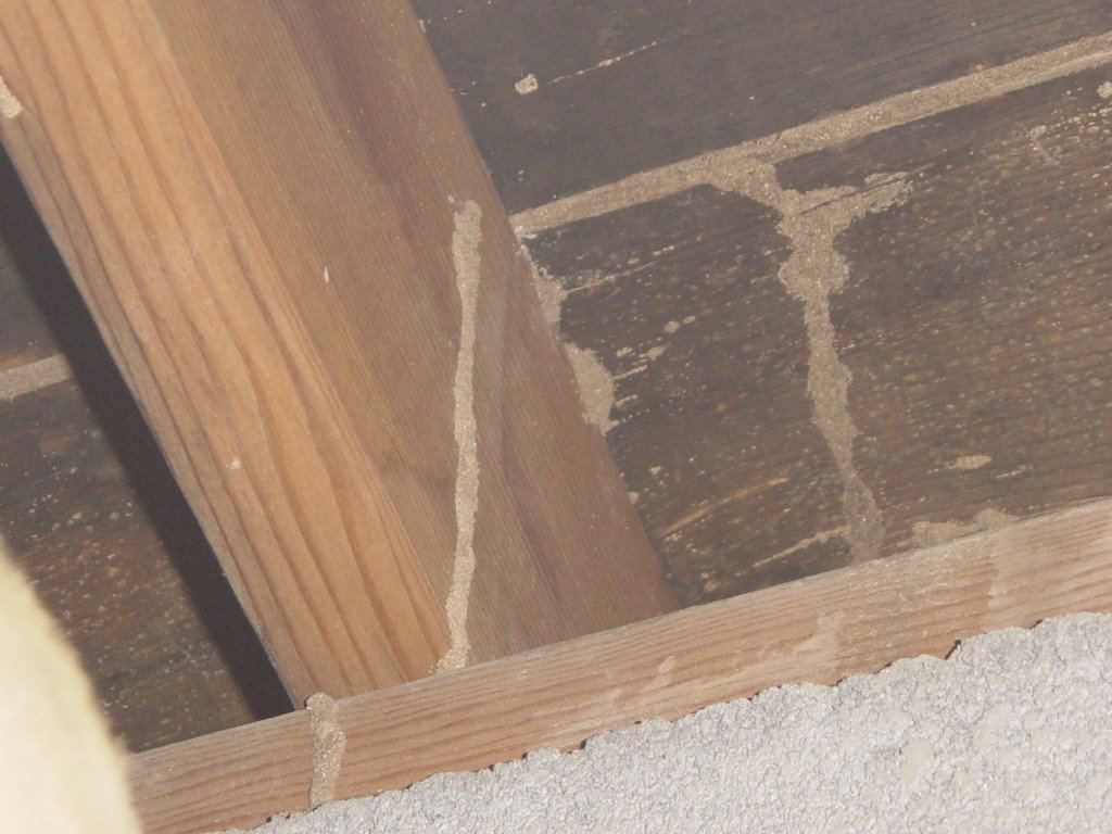 Signs Of Termites In Drywall