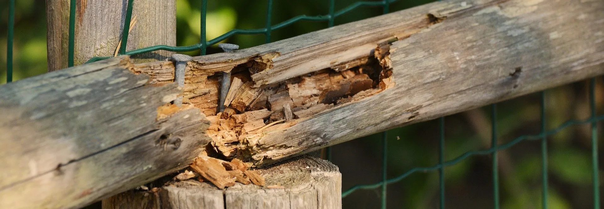 Signs Of Termites In Fences