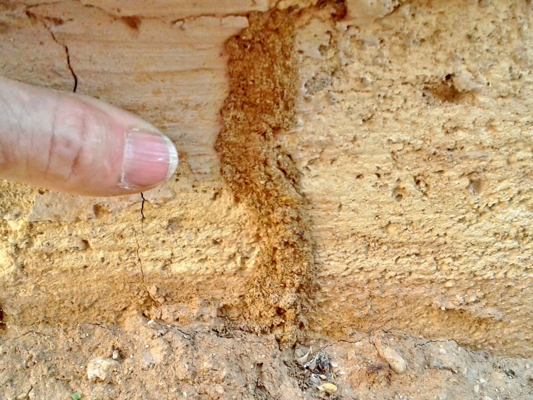 Signs Of Termites In Florida