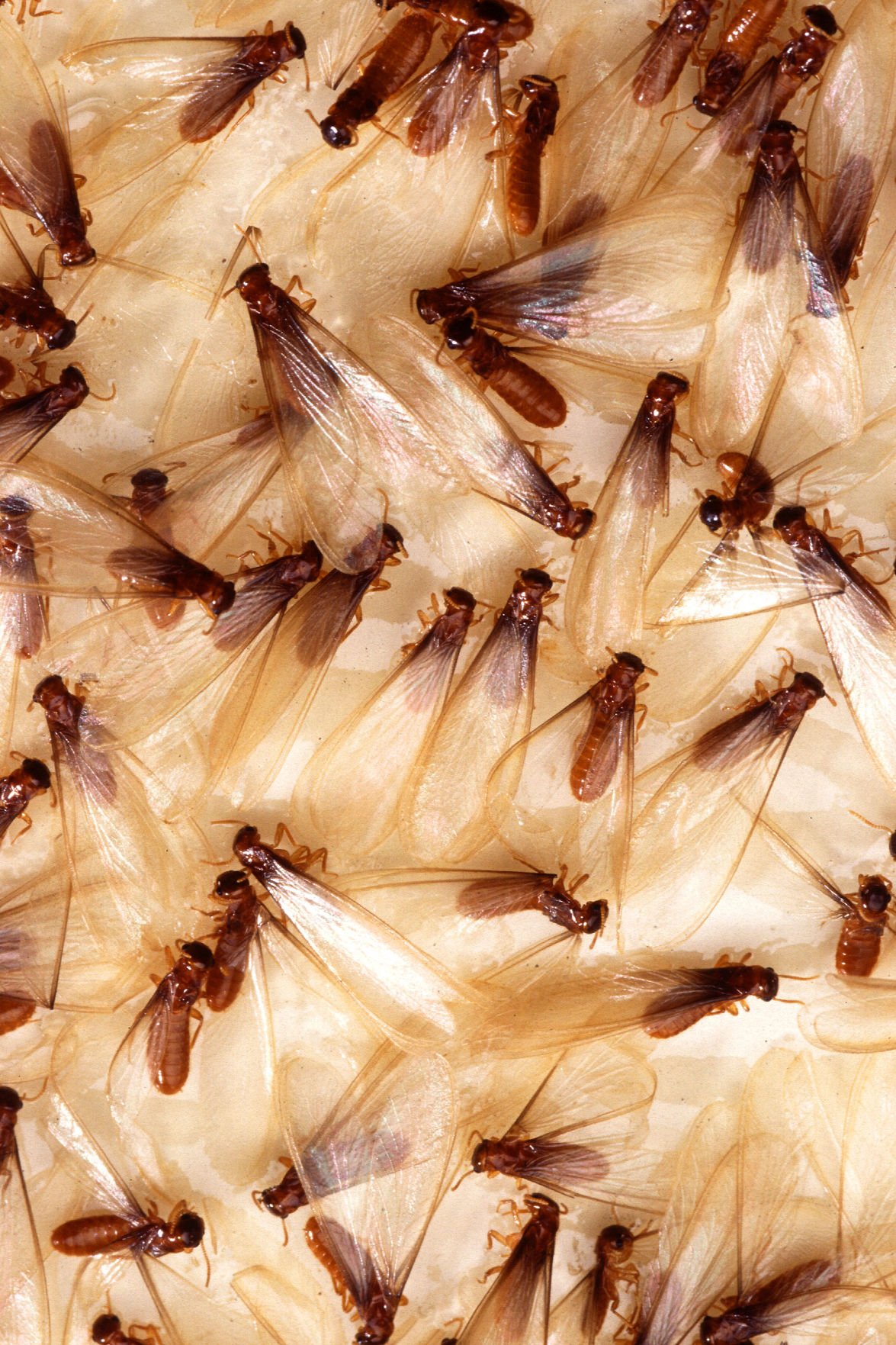 Signs Of Termites In Indiana