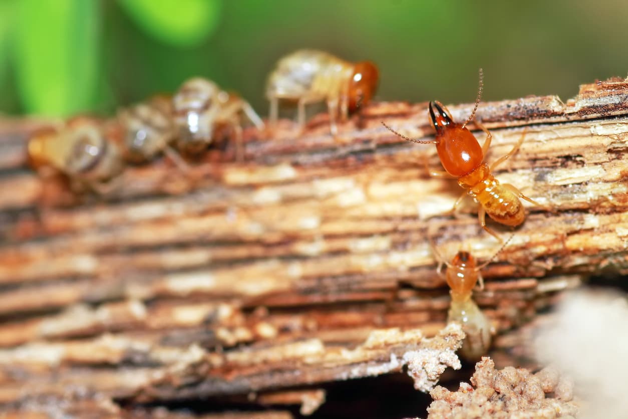 Signs Of Termites In Kansas