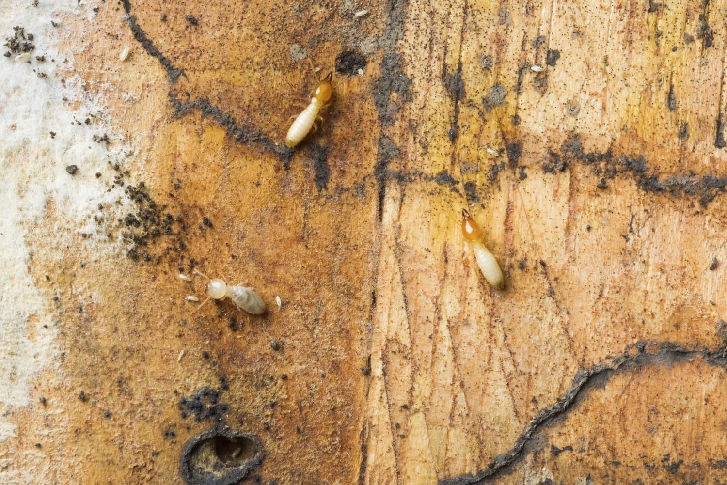 Signs Of Termites In Nc