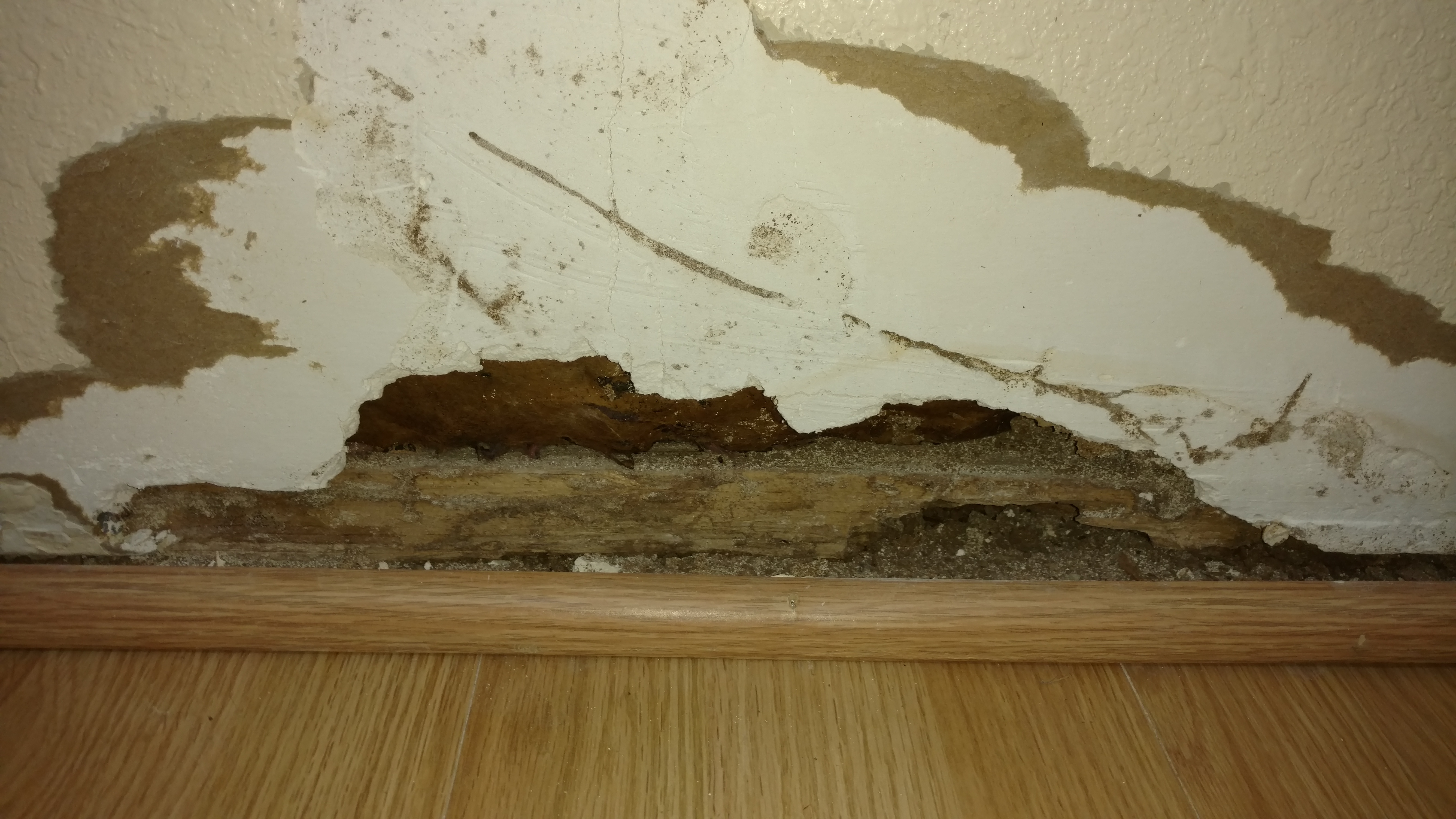 Signs Of Termites In New Mexico
