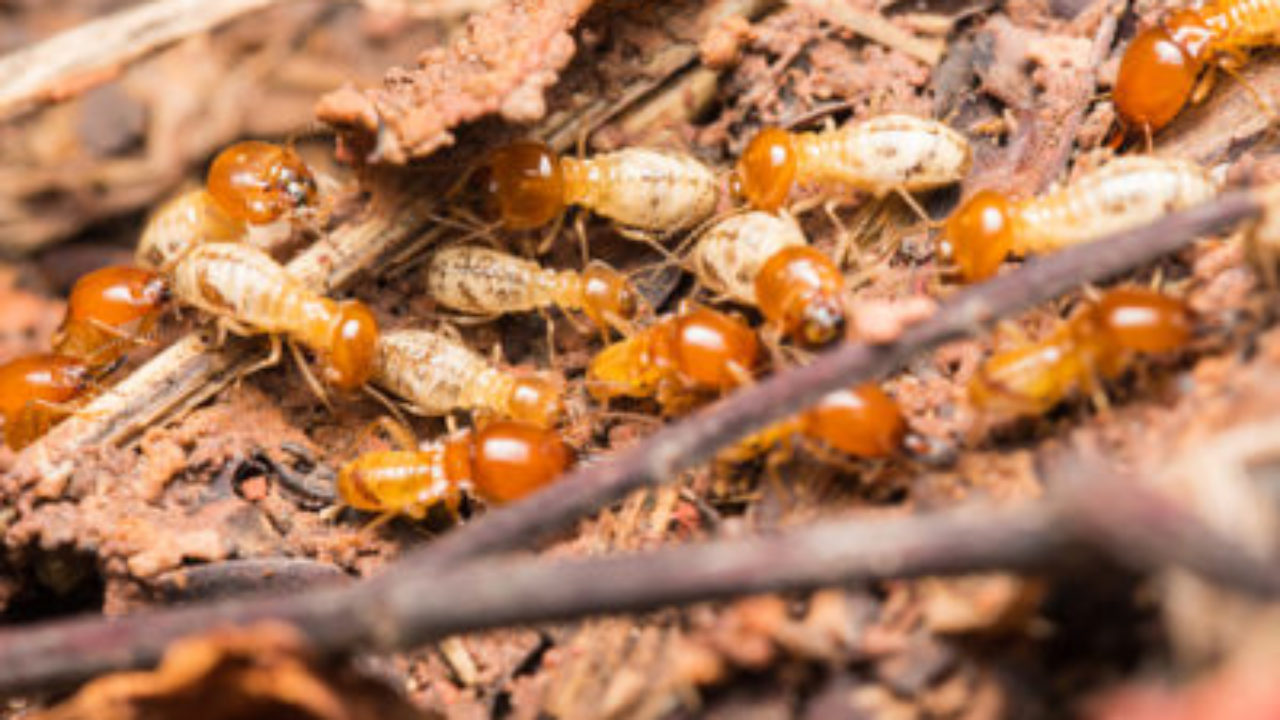 Signs Of Termites In Oregon