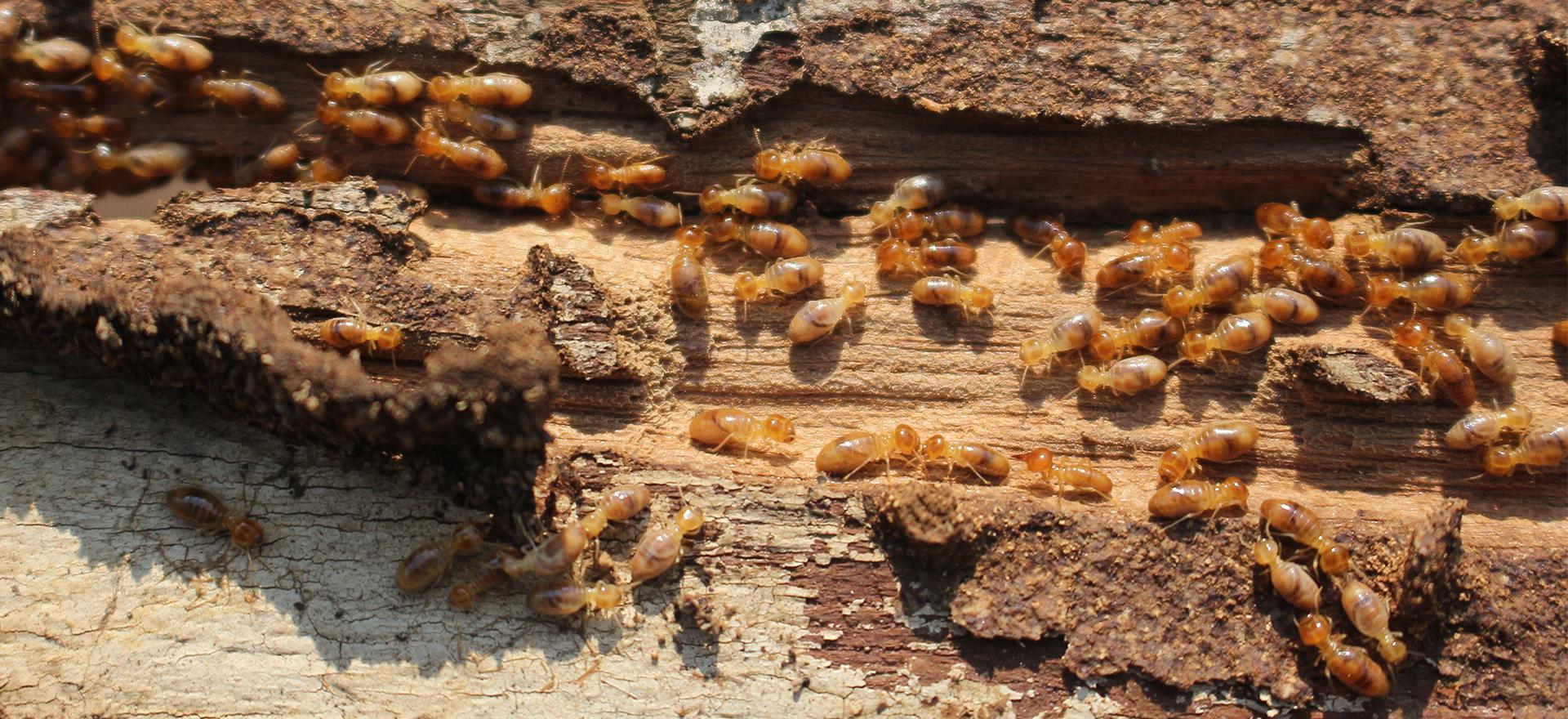 Signs Of Termites In Pennsylvania