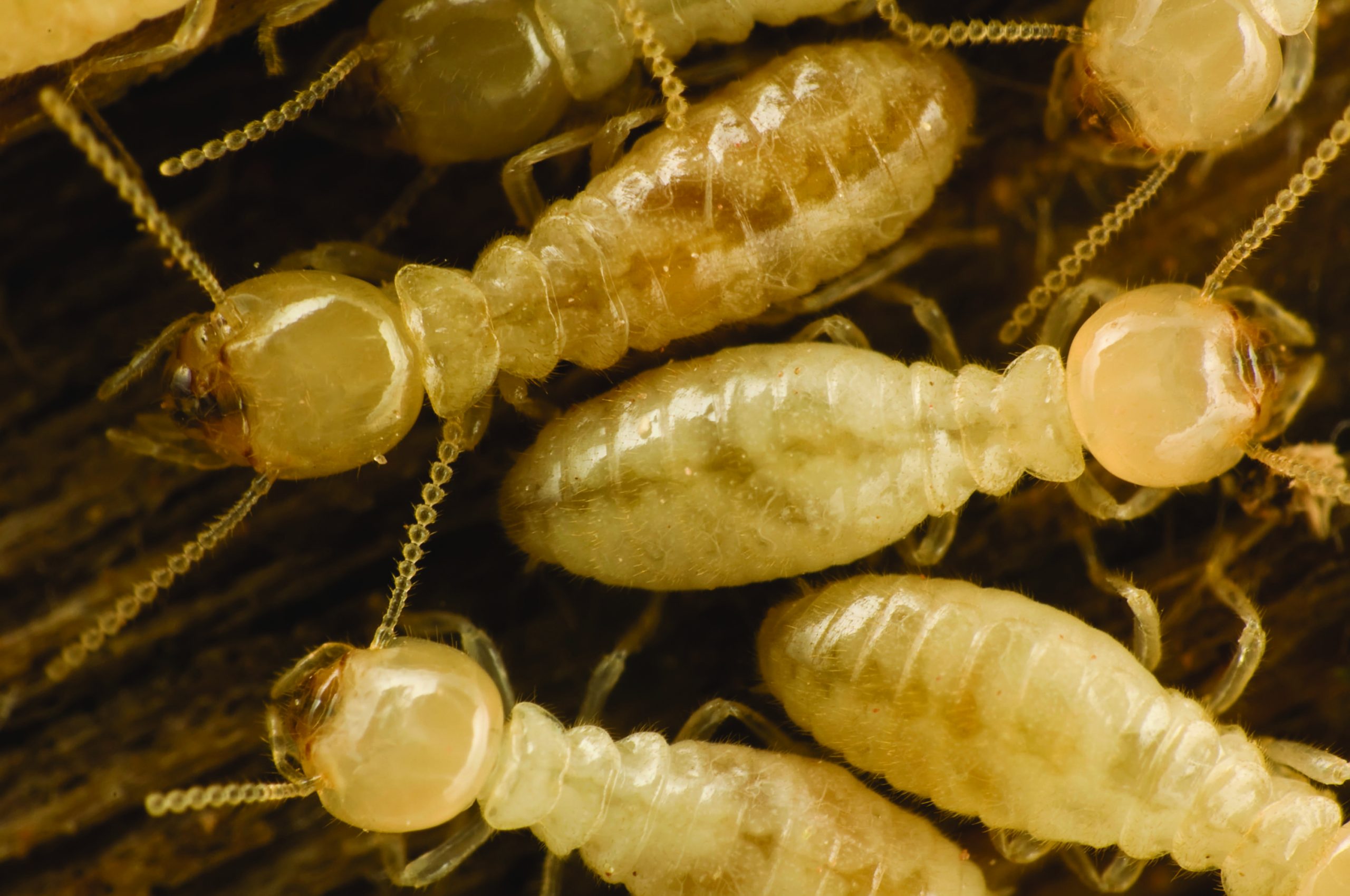 Signs Of Termites In South Carolina