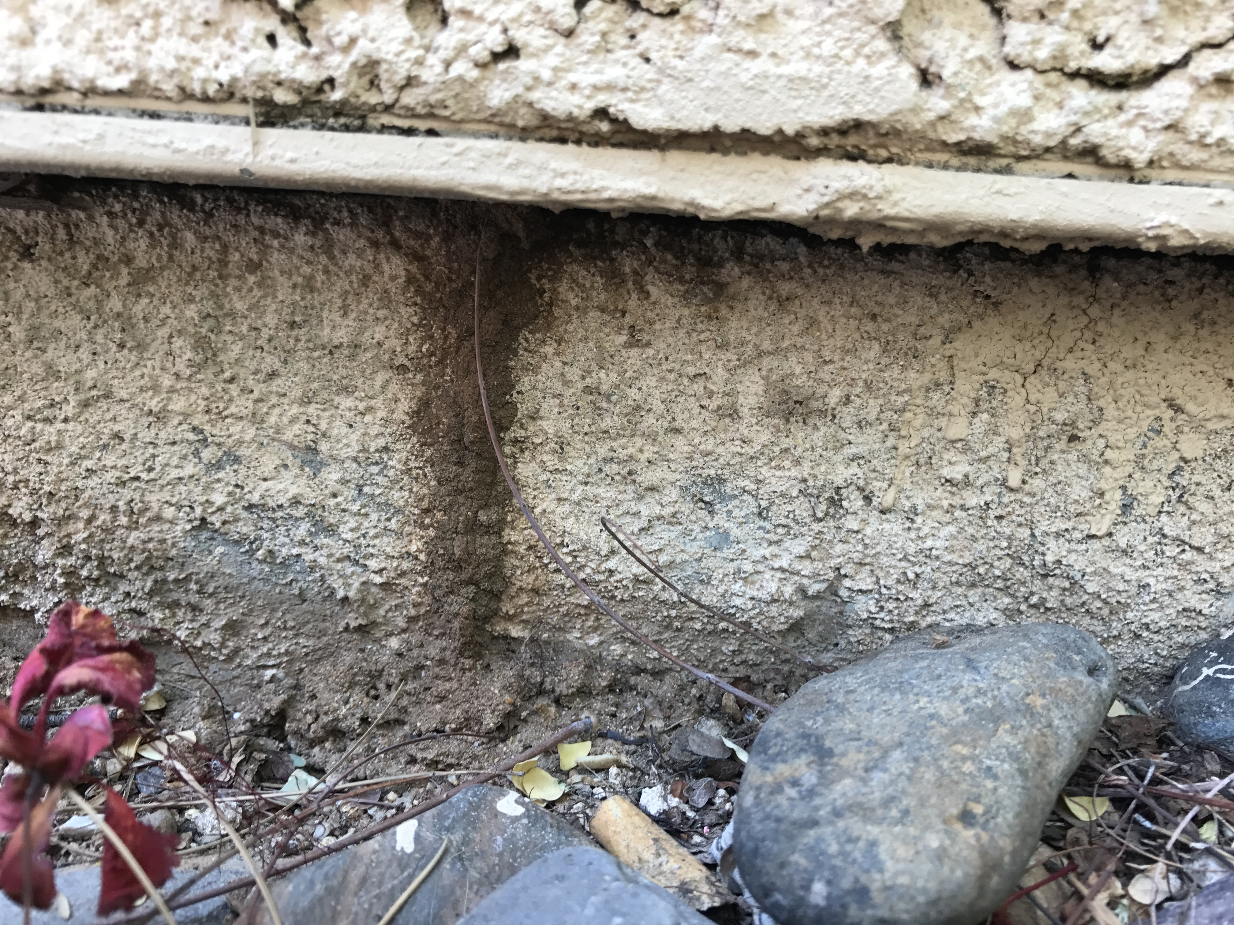 Signs Of Termites In Tucson