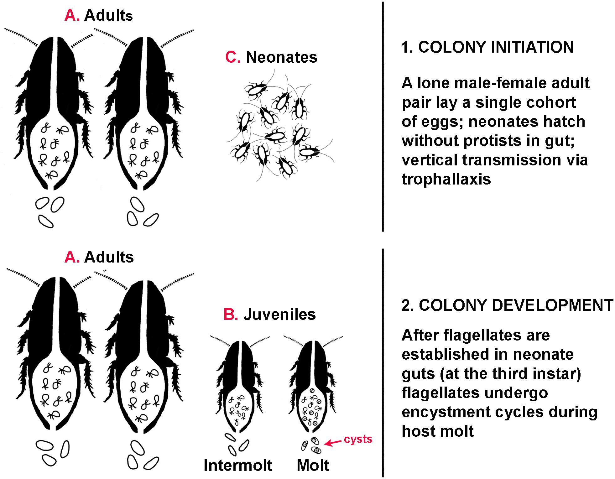 Symbiotic Relationship Between Termites And Protozoa