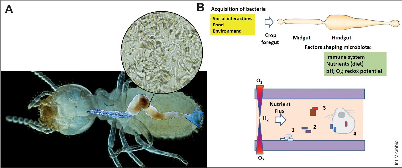 Symbiotic Relationships Of Termites