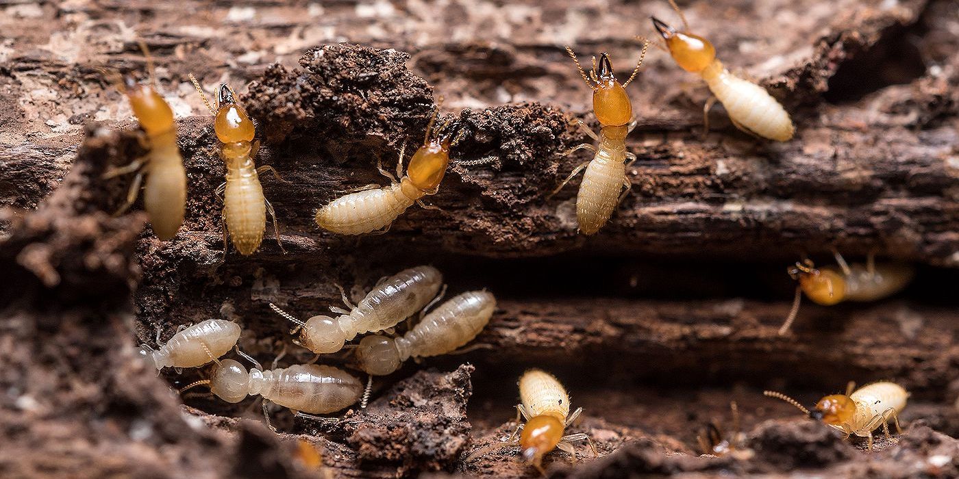 Termite Control And Prevention