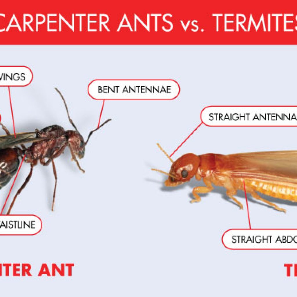 Termite Control Companies In Connecticut