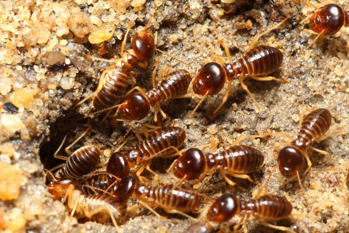 Termite Control In Miami