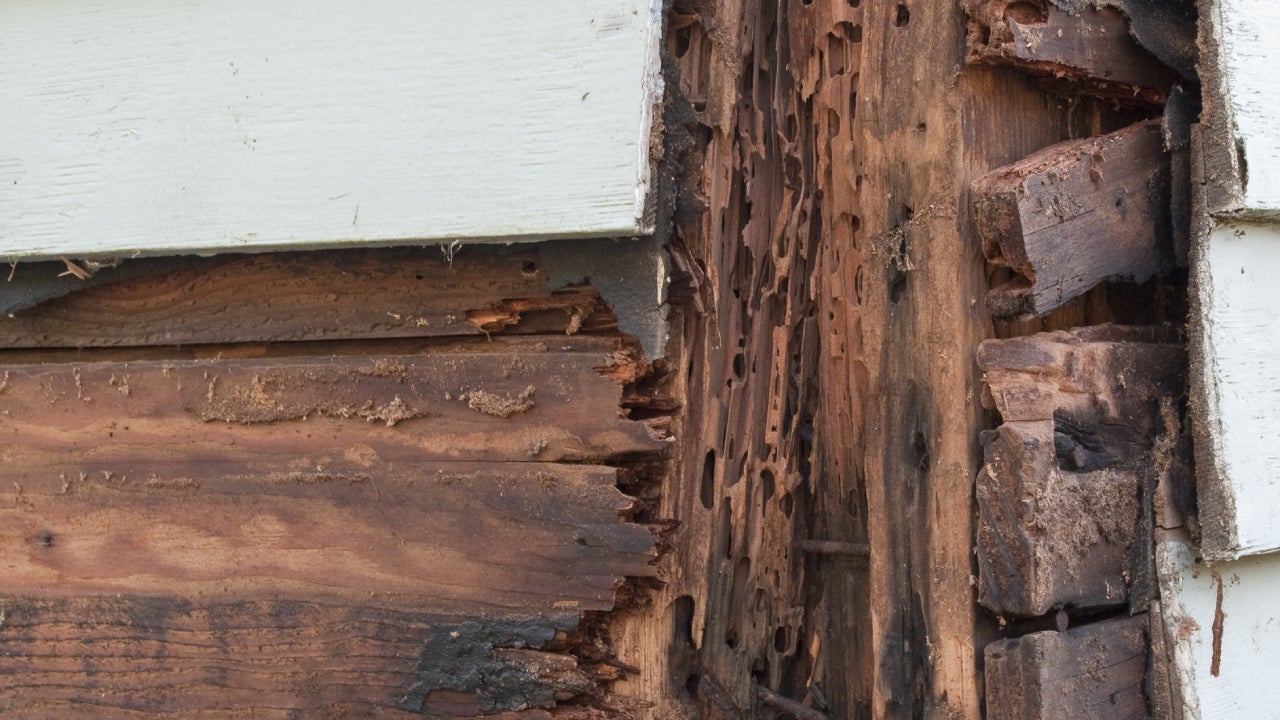 Termite Damage