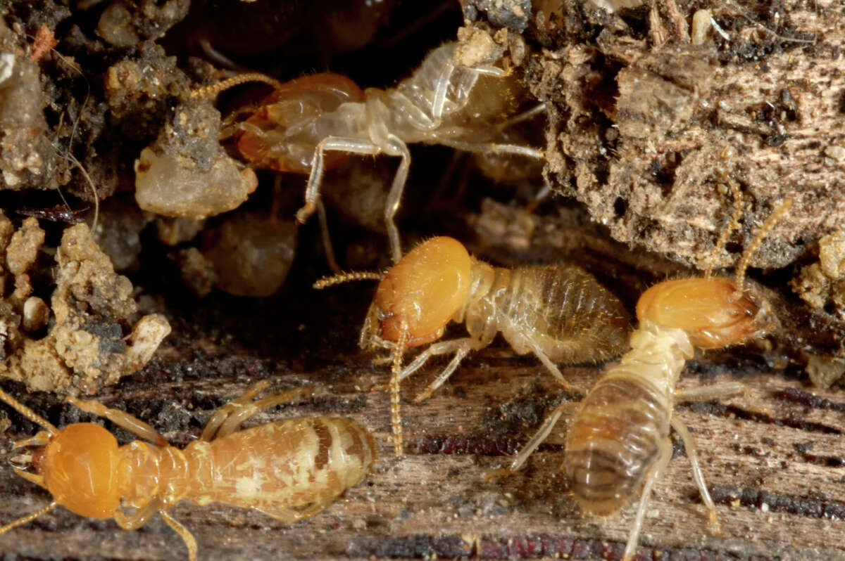 Termite Damage In Illinois