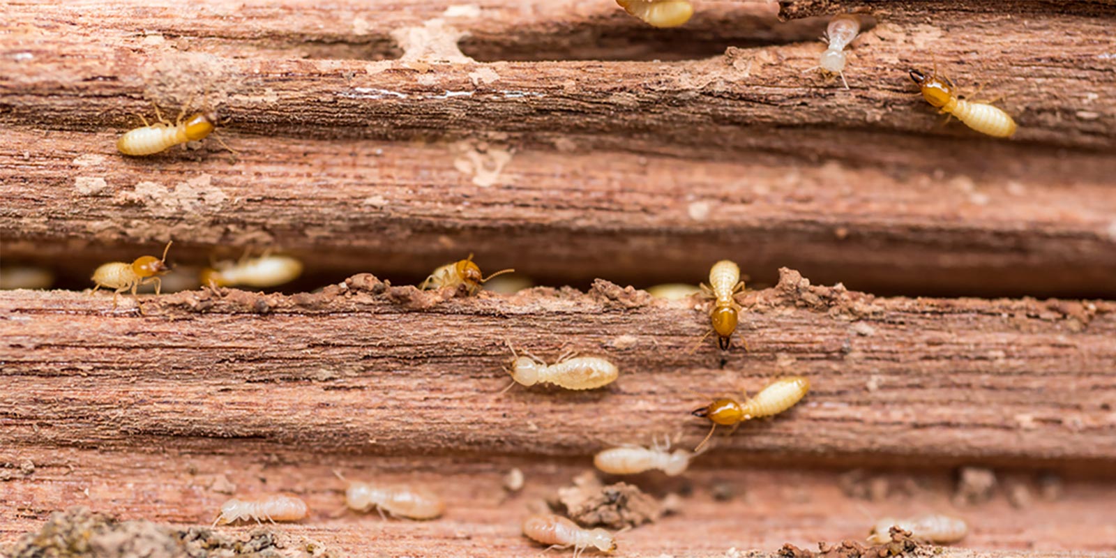 Termite Treatments In Illinois