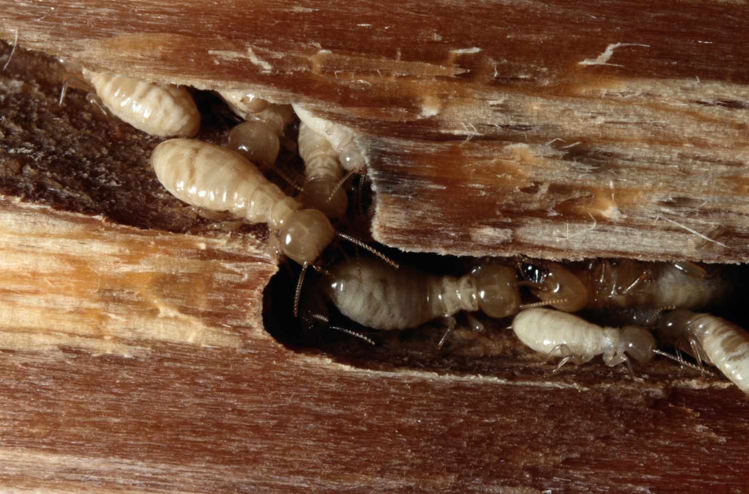 Treating A Single Piece Of Furniture For Termites