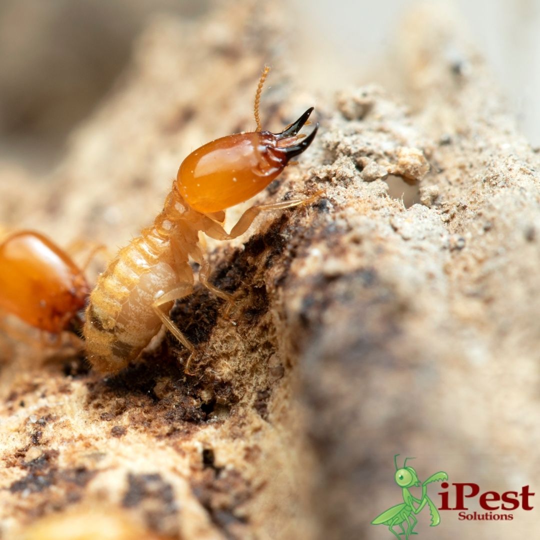 Treating Termites In San Antonio