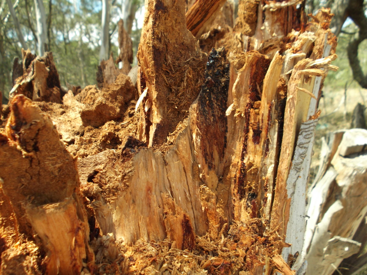 Treating Termites In Trees