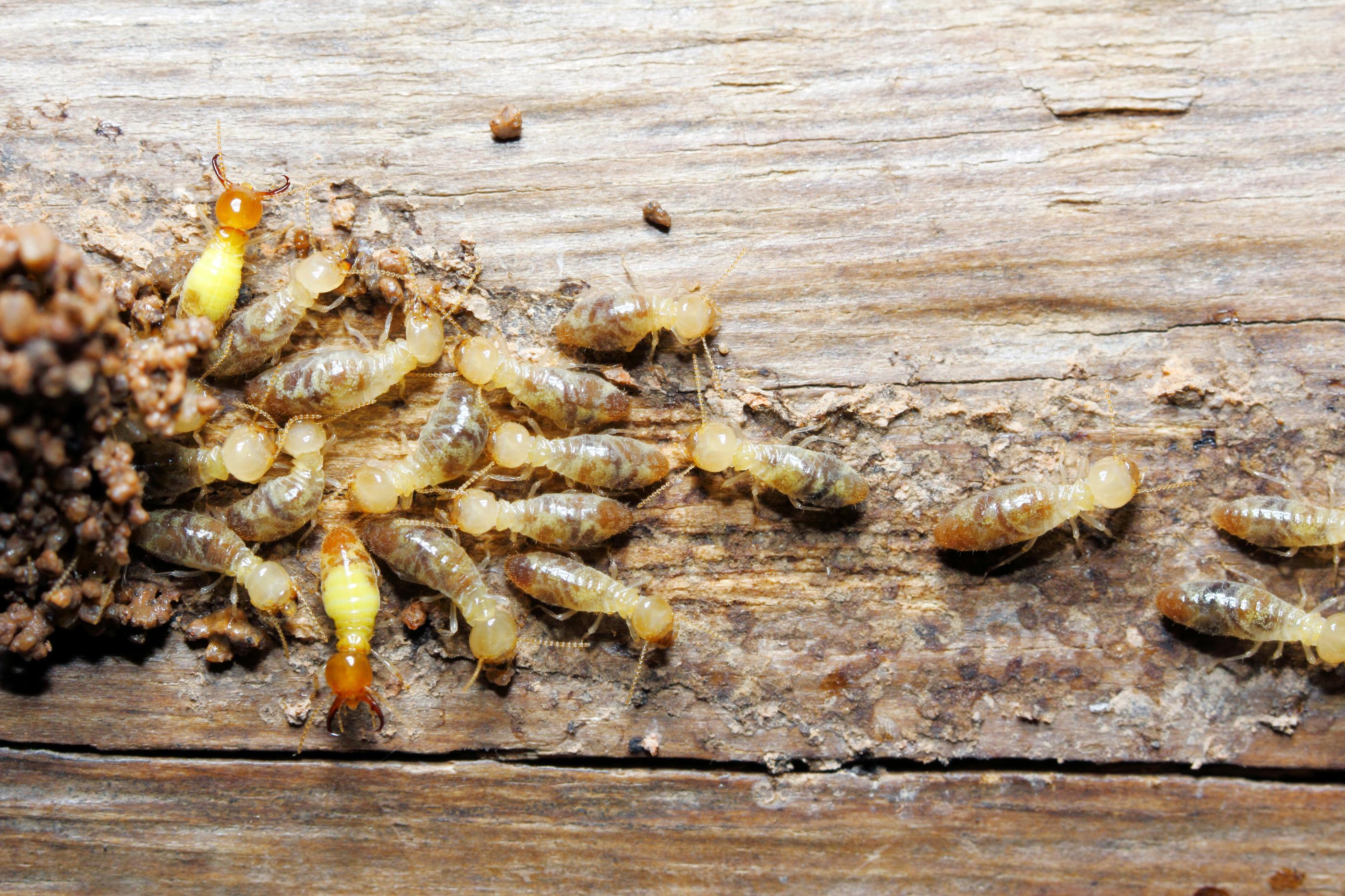 Treatment And Control Of Termites In Missouri
